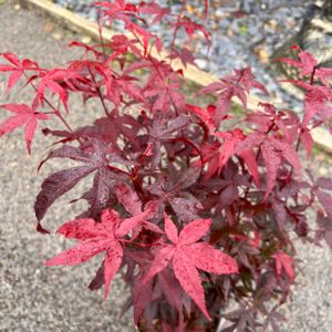 Acer palmatum 'Little Red' 3L