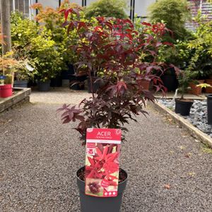 Acer palmatum 'Little Red' 3L