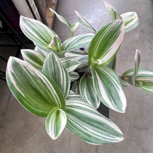 Tradescantia White (12cm Pot)