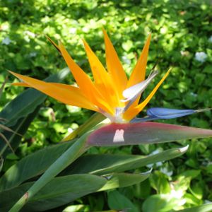 Strelitzia nicolai (19cm Pot)