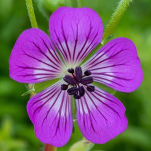 Geranium wallichianum 'Kelly Anne' 2L