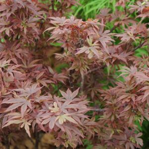 Acer palmatum 'Shaina' 18L