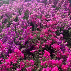 Erica cinerea (Mixed) (11cm Pot)