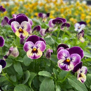 Viola Evo Mini Raspberry Joker Multi-Pack