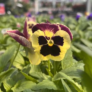 Pansy Big Evo Patricia Multi-Pack