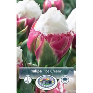 Simple Tulip Double Late Peony Ice Cream