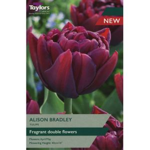 Taylors Tulip Alison Bradley