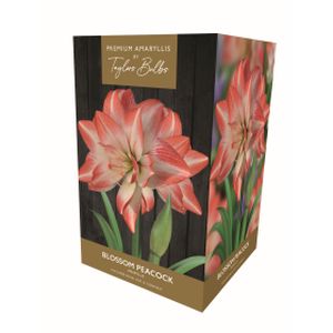 Taylors Amaryllis Blossom Peacock