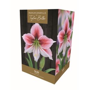 Taylors Amaryllis Glee