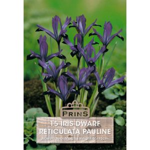 Prins Iris Dwarf Pauline