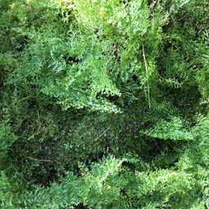 Nephrolepis exaltata 'Cotton Candy' (6cm Pot)