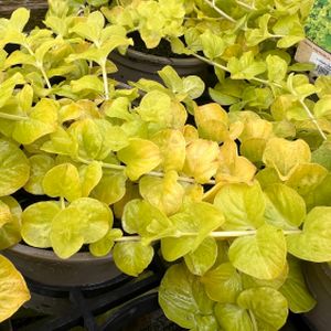 Lysimachia Golden Trailing (10.5cm Pot)