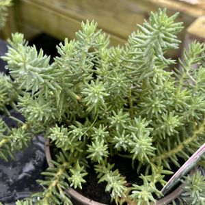 Sedum reflexum Blue Cushion (10.5cm Pot)