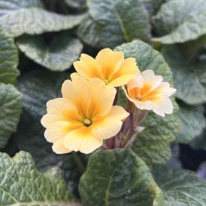 Polyanthus 'Champagne' Multi-Pack