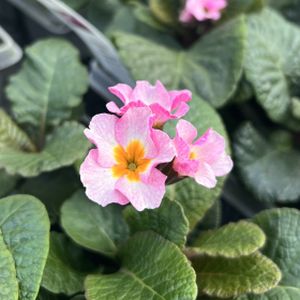 Polyanthus 'Pink Champagne' Multi-Pack