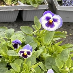 Pansy Blue White Face Multi-Pack