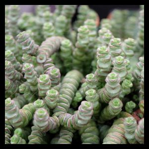 Crassula marnieriana (5cm Pot)