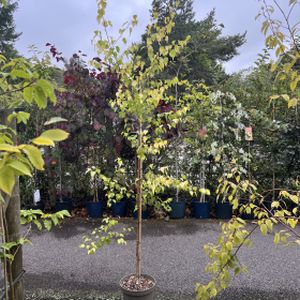 Betula pendula 'Golden Obelisk' 10L