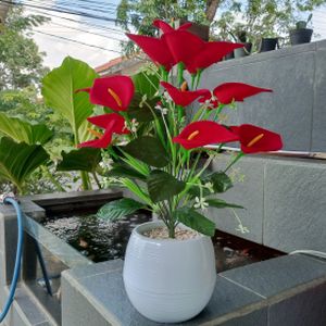 Anthurium andraeanum 'Atlas' (14cm Pot)