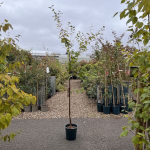 Betula utilis 'Melony Sanders' 12L