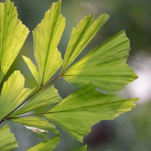 Palm Fishtail Caryota mitis (27cm Pot)