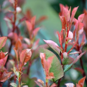 Photinia x fraseri 'Little Red Robin' 1L