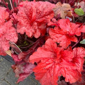 Heuchera 'Forever Red' 1L