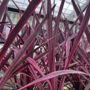 Cordyline australis 'Paso Doble' 1L