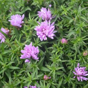 Aster (Symphyotrichum) 'Rose Crystal' (Autumn Series) 5L