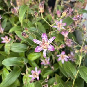 Tricyrtis 'Akachan Daisy' 3L