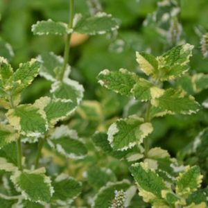 Mint Variegated Applemint 1L