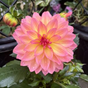 Dahlia 'Dalina Maxi Peach' 3L