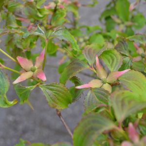 Cornus kousa 'Beni Fuji' 10L