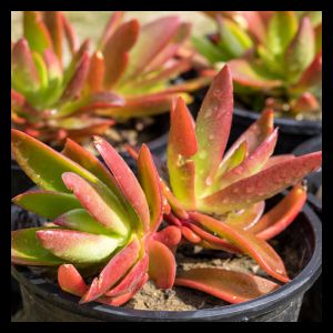 Crassula capitella 'Campfire' (8.5cm Pot)