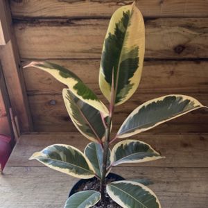 Ficus elastica 'Tineke' (12cm Pot)