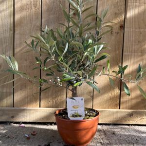 Olive Olea europaea (20cm Bowl)