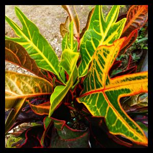 Croton Codiaeum Mixed (6cm Pot)