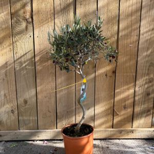 Olive Olea europaea Spiral 5L