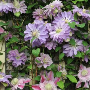 Clematis 'Princess Charlotte' 3L