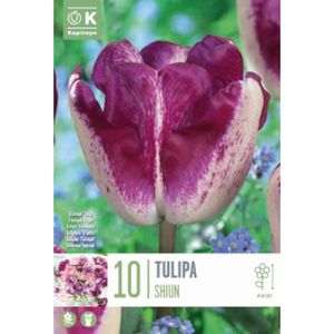 Kapiteyn Tulip Triumph Shiun