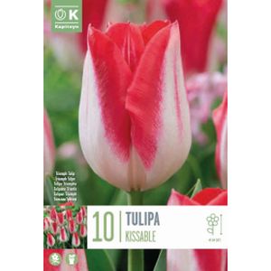 Kapiteyn Tulip Triumph Kissable