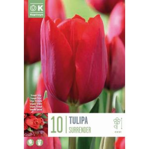 Kapiteyn Tulip Triumph Surrender