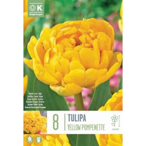 Kapiteyn Tulip Double Yellow Pompenette