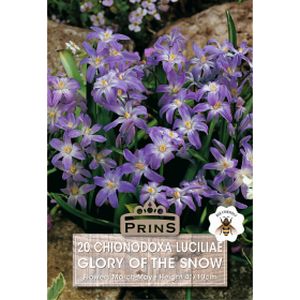 Prins Chionodoxa Luciliae Glory Of The Snow