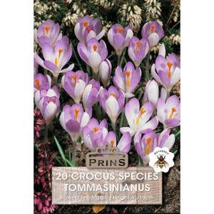 Prins Crocus Specie Tommasinianus