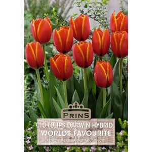 Prins Tulips Worlds Favourite