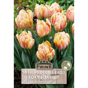 Prins Tulips Foxy Foxtrot