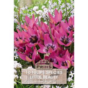 Prins Tulips Little Beauty