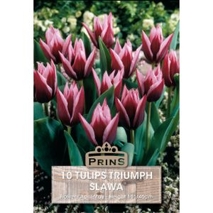 Prins Tulips Slawa