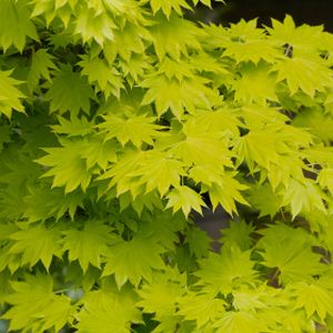 Acer shirasawanum 'Aureum' (AGM) 18L